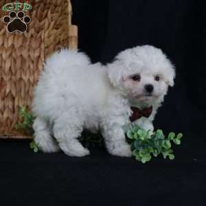 Nicky (Tiny), Bichon Frise Puppy
